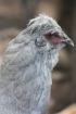 Our lavender Araucana hen Stella is favourite of mine to take out for chook keeping workshops and talks.