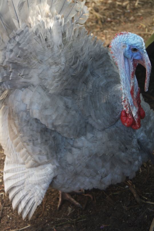 This is our Slate coloured male Turkey. We just love our turkeys they add a lot of character to the backyard.