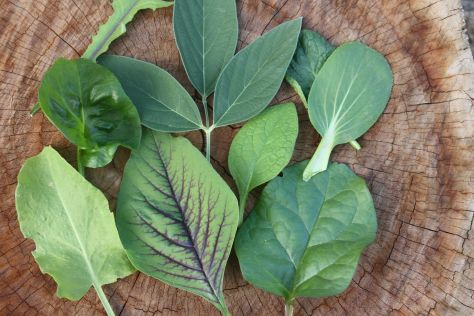 Edible Greens. This collection of greens are great to grow in the subtropics for yourself and even your chooks. Sorrel, Amaranth, Ceylon spinach, Pak Choi, Comfrey, Pigeon pea, Brazilian spinach, Chicory.