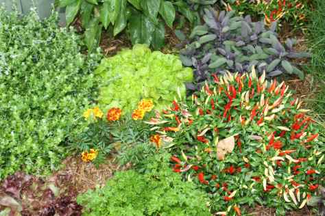 Edible gardens can be ornamental. A collection of herbs, salad greens and marigolds planted together just go to show how attractive they can be in any garden situation