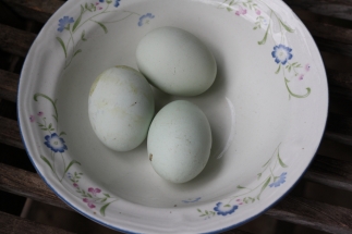 This breed is sometimes called the Easter Egg chicken due to the pale blue colour of their eggs.