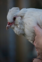 This is Betty a white Araucana hen cross, she lays the most beautiful olive green eggs.