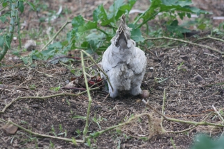 One of our lavender coloured Araucana hens clearing the vegetable garden of the season past it edible crops.
