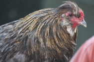 This is the late Araucana rooster Caspian, he was one of the most wonderful natured roosters I have ever had the pleasure of owning.