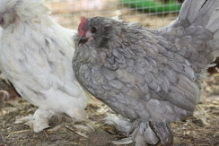 Belgians are a great bantam breed for the smaller backyard.