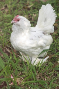 This is Dot our oldest chook in the flock at the ripe old age of nearly 9-10 yrs.