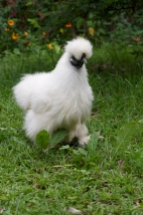White Silkie hen ‘Princess’ is one of the most loved by all children who meet her.