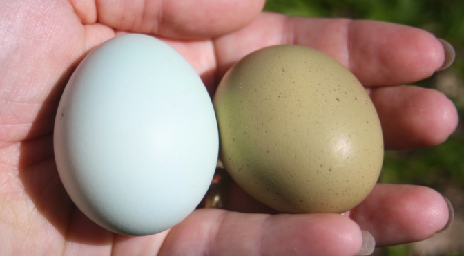 Once in a Blue Moon – The Araucana Chicken.
