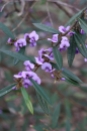 The Hovea is a fast growing shrub to 2m bearing purple pea shaped flowers in spring.