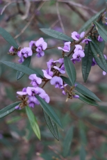 The Hovea is a fast growing shrub to 2m bearing purple pea shaped flowers in spring.