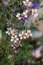 This particular tea tree cultivar is a favourite amongst many a home gardener for it’s delicate pink flowers. Growing to around 1.5m.