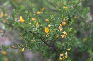 This is a busy shrub growing around 2m. It bears yellow pea shaped flowers with red markings.