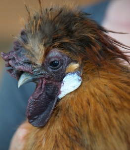Rusty the Buff Silkie Rooster