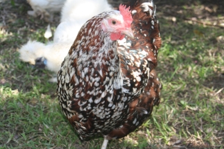 Saffron our Speckled Sussex is one the most spectacular plumage wise in the group.