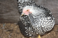 Silver laced Wyandotte are a real show stopper in the backyard with their stunning plumage.