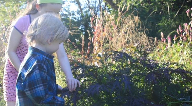Gardening with Children – Harvest Time