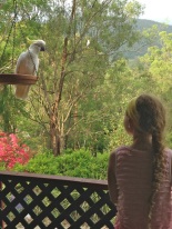 Cockatoo on bird feeder