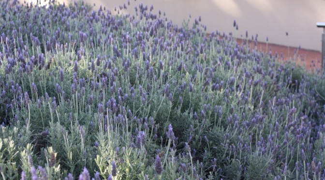 Lavender in the Subtropics – Tasks for Right Now!