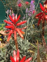 French Levedar interplanted with red aloes