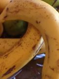 ripa bananas with brown speckled skin