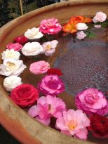 Camellia flowers floating in a large bowl