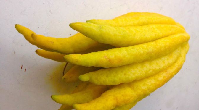 Buddha’s Hand Citron – Citrus medica var. sarcodactylis