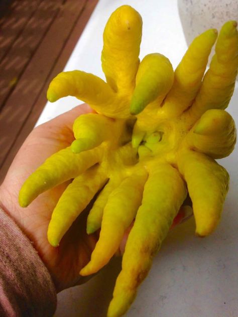 Buddhist monks prefer the Buddha’s hand citron to have its fingers in a more closed position – as if in prayer