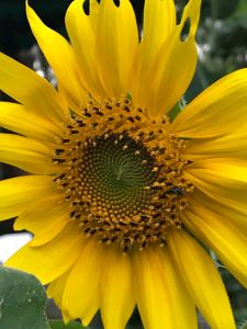 Sunflower edible flower and seeds 
